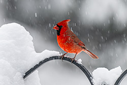 Photos Cardinal